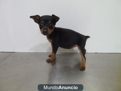 CACHORROS MINI PINCHER