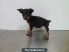 CACHORROS MINI PINCHER - mejor precio | unprecio.es