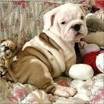 Daisy es un precioso cachorro de bulldog