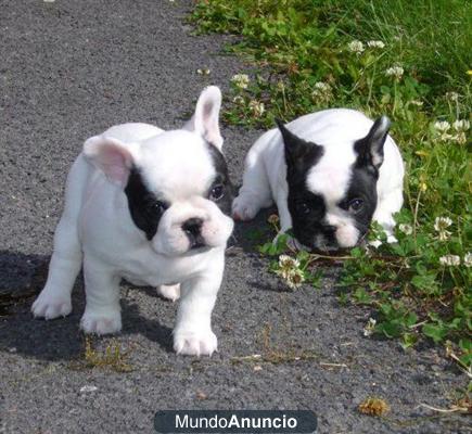 Regalo dos bulldog frances garantia veterinaria !!