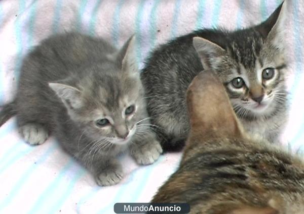 Dos Gaticas en Adopción