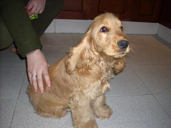 Busco para monta cocker spaniel ingles con pedigree