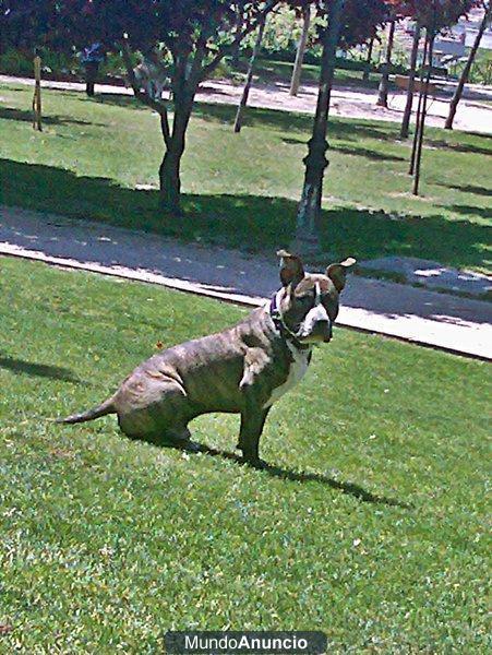 busco perra pitbull en celo