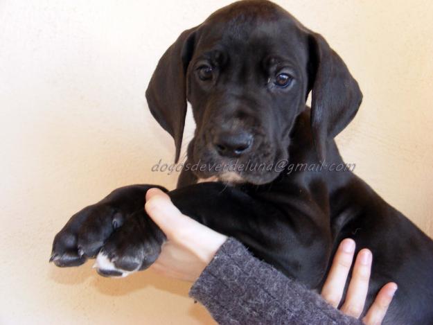 Cachorros de dogo aleman negro de arlequin