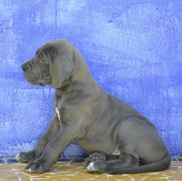 Camada de Dogos Alemanes Azules, hijos y nietos de campeones.