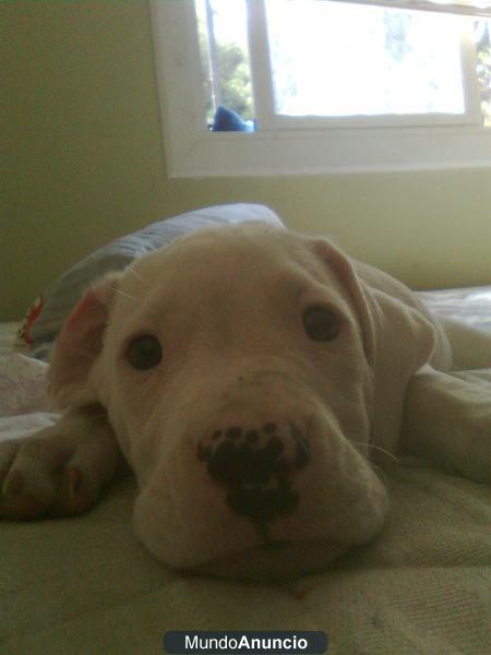 dogo argentino