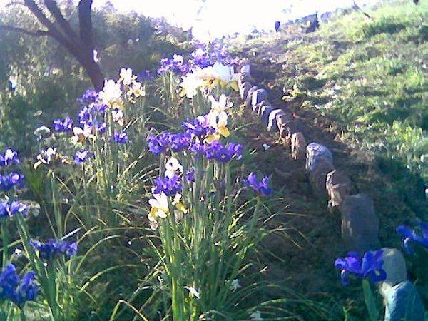 FLORES  CORTADAS