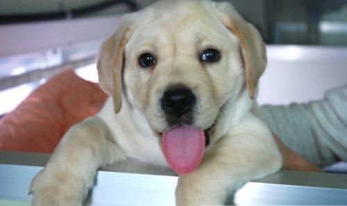 labrador cachorro de un mes y medio