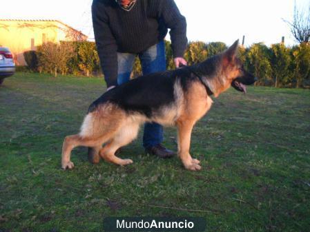 pastor aleman hembra con acto de cria ceppa