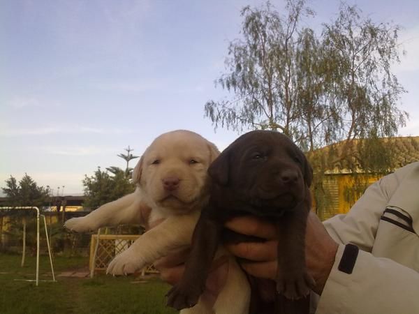 preciosos cachorros de LABRADOR CON PEDIGREE DE LOE 360 EUROS