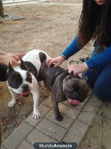 proxima camada bulldog frances