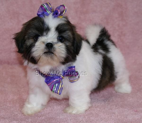 shih-tzu cachorros de calidad garantizada 150 euros