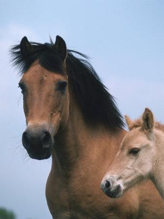 ADOPCIÓN DE PONYS