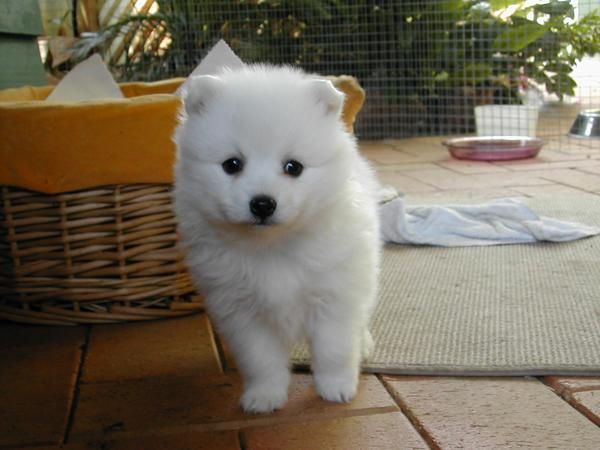 Adorables cachorros de Spitz Japonés