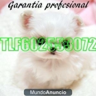 Bichon maltes toy 275€ TLF602553072 - mejor precio | unprecio.es