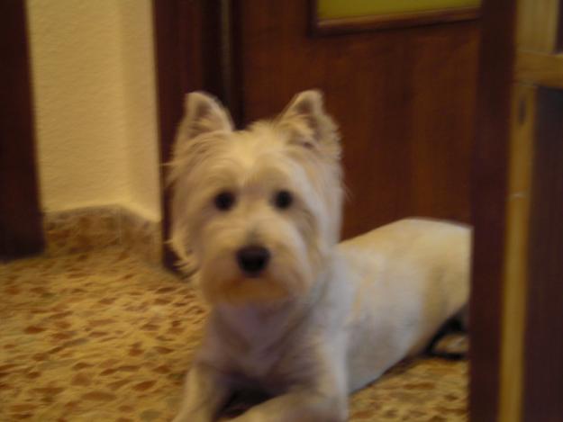 busco novia ma llamo rufus y soy un westie de 3 años