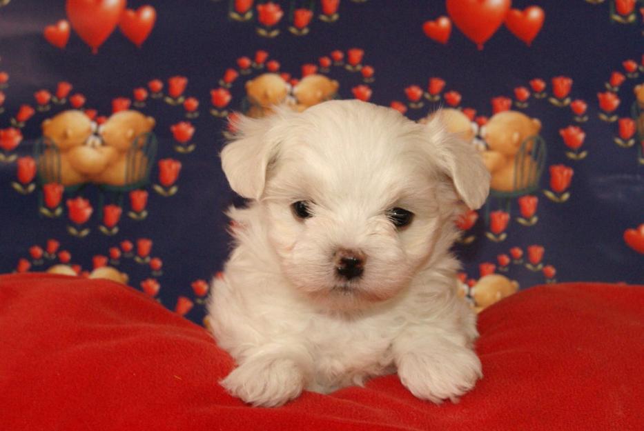 Cachorritos de bichon maltes