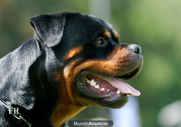 cachorros rottweiler disponibles