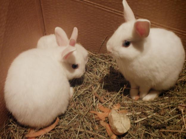 Camada de conejos enanos blancos preciosos