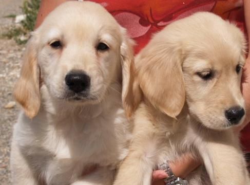 Labrador, tu cachorro mas economico