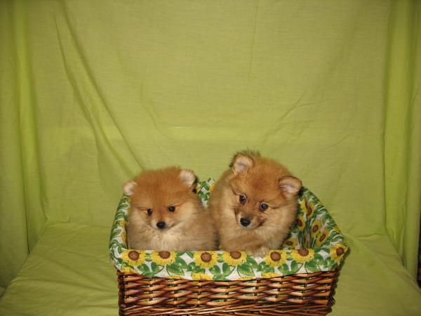 POMERANIAS DE DOS MESES 360 EUROS