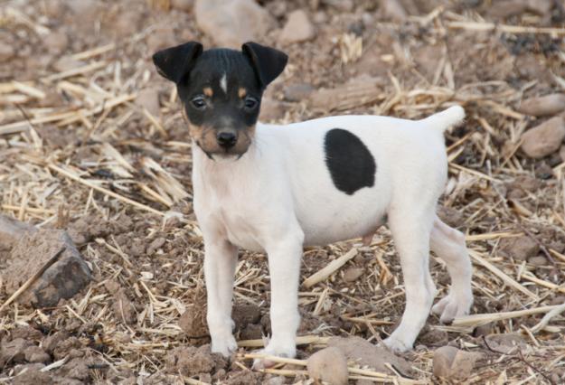 ratonero bodeguero andaluz, macho