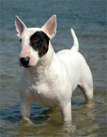 vendo cachorro 4 meses bull terrier macho color blanco con vendo cachorro 4 meses bull terrier macho color blanco con su