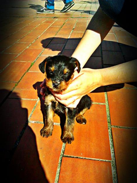 Vendo cachorro de Yorkshire 100€