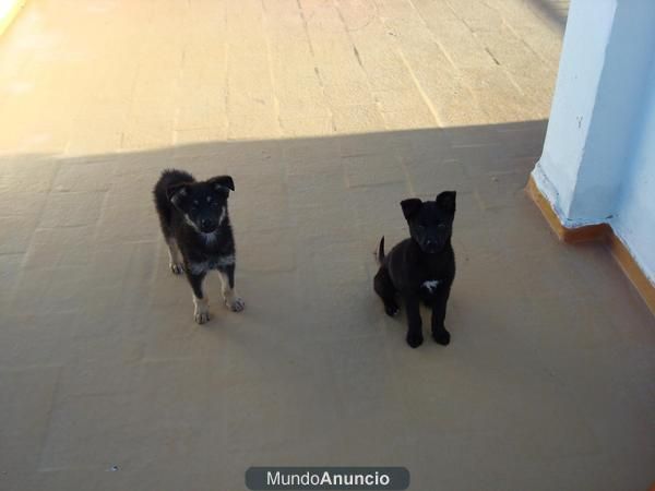 vendo dos cachorros, pastores belgas groenendael