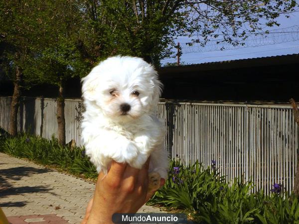 CACHORROS BICHON MALTÉS 300 €