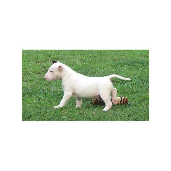 bastante Cachorros Bull terrier Venta