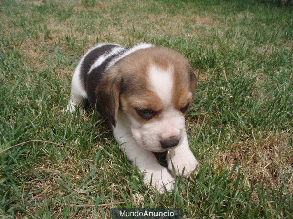 BEAGLE TRICOLOR DESDE 275