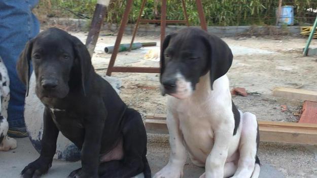 CACHORROS DE DOGO ALEMÁN