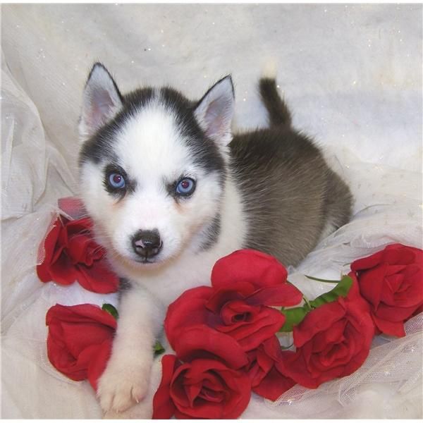 Husky para las navidades