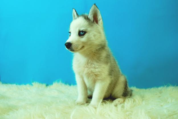 Husky Siberiano, Impresionantes