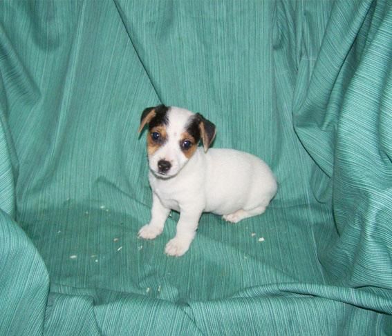 JACK RUSSELL - BONITA CAMADA DE PELO CORTO