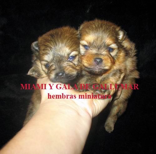 Pomerania miniatura línea americana preciosos