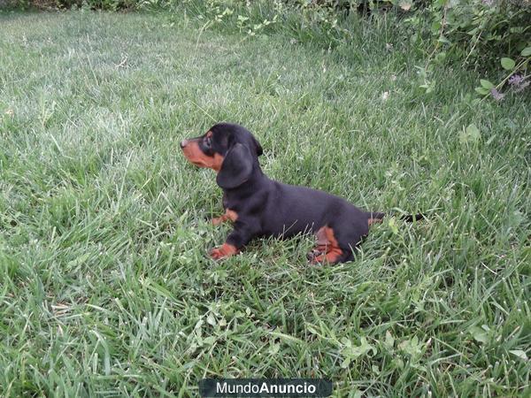 Preciosos cachorros teckel estandar pelo corto.