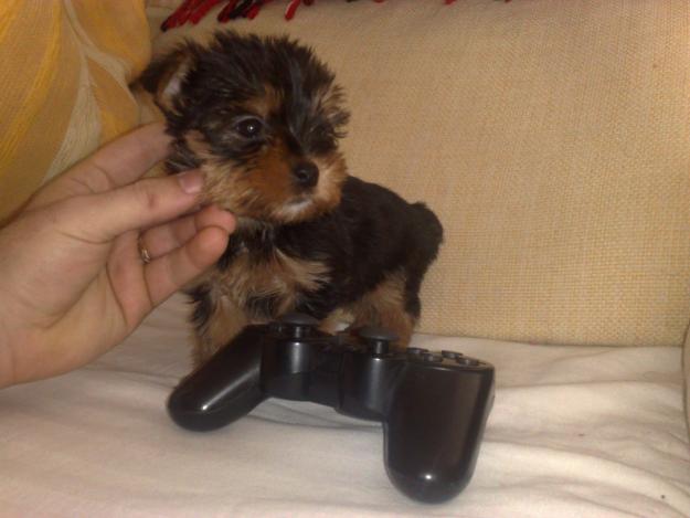 Se vende hembra yorkshire terrier!!