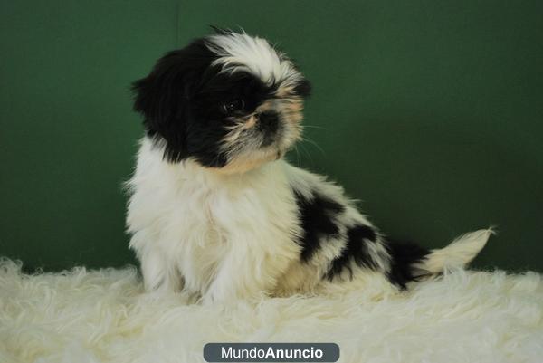 Shih Tzu listos para entregar fantasticos