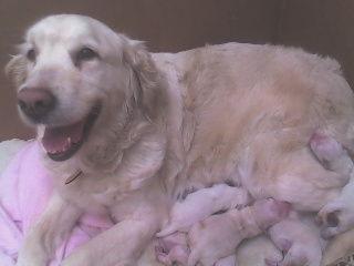 VENTA GOLDEN RETRIEVER