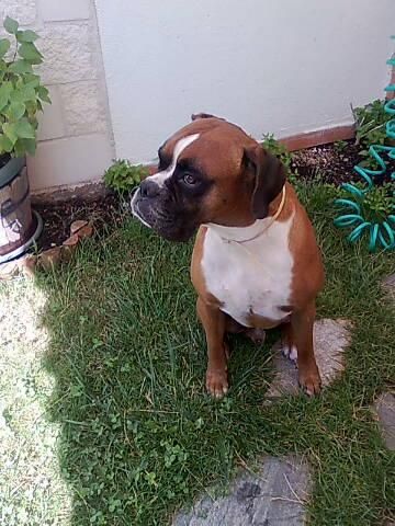 boxer espectacular busca princesa