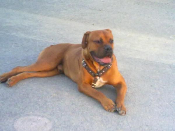 boxer maxo para montas excelente y fuerte