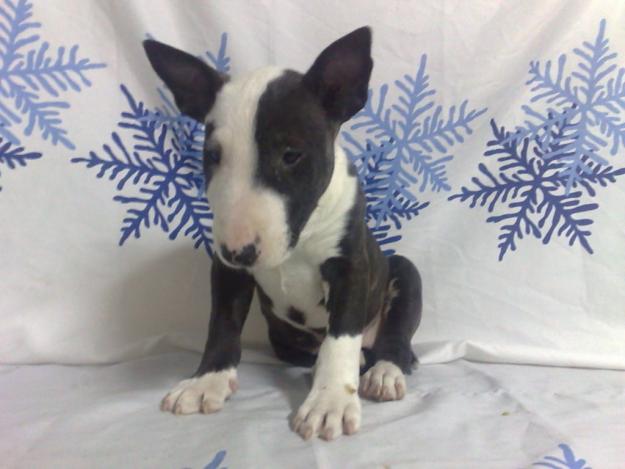 CACHORRITOS DE TALLA MEDIA , BULLTERRIER , SHAR PEI , AMERICAN STANDFORSHIRE