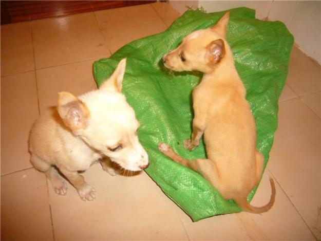 CACHORROS ABANDONADOS,BUSCAN HOGAR