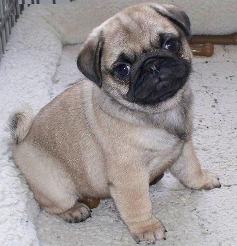 Cachorros de carlinos pug de color beige , machos & hembras , informate sin compromiso