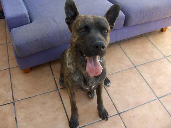 dar perro en adopcion