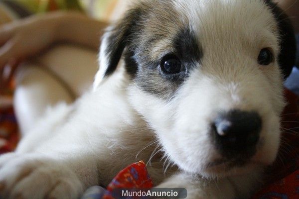 EN ADOPCION CACHORRO DE MASTIN