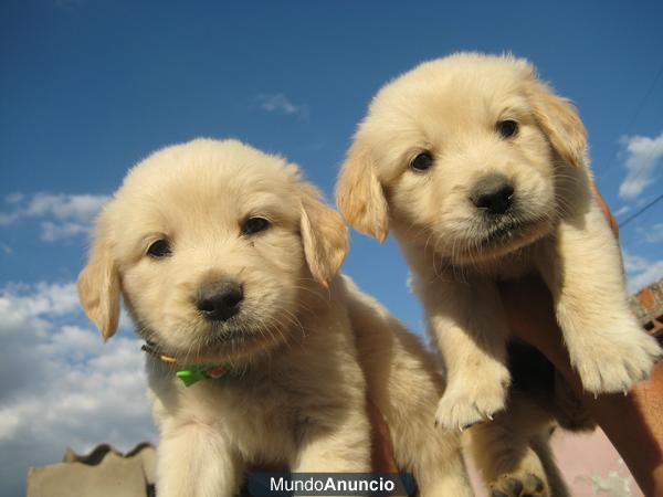 GOLDENS RETRIEVERS 200€