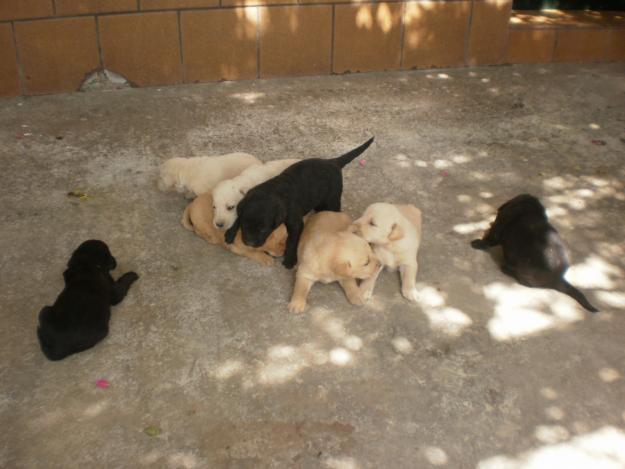 Preciosos cachorros labradores, Málaga